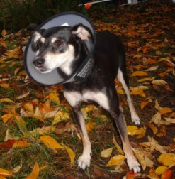 Flamingo Carcan Capo 38,5cm -Magasin De Fournitures Pour Animaux Et Chiens b54c899084ba46427dff498ec39601600e6a1a93344b026b15e22d58b5743e36