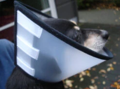 Flamingo Carcan Capo 38,5cm -Magasin De Fournitures Pour Animaux Et Chiens cbf5d4f40c64dfaa118e270f29c6a90a62a4dafbd6dcb54997f8935169c66b18