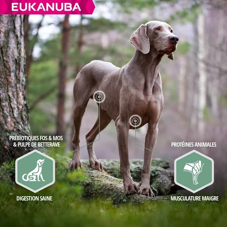 Eukanuba Chien Daily Care Sensitive Joints 12 Kg 6 Eukanuba Chien Daily Care Sensitive Joints 12 Kg – Image 4