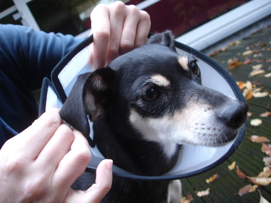 Flamingo Carcan Capo 31,5cm 7 Flamingo Carcan Capo 31,5cm – Image 5