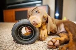 KONG Traxx Moyen/Grand Chien -Magasin De Fournitures Pour Animaux Et Chiens kong2 1 1