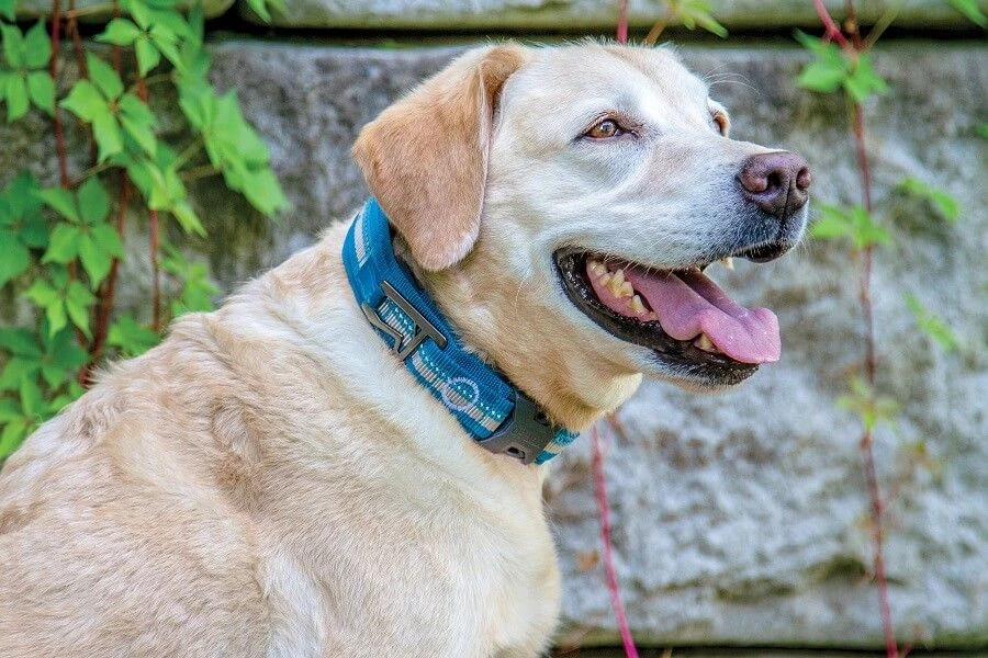 Kurgo Collier RSG Bleu Azur Pour Chien L 4 Kurgo Collier RSG Bleu Azur Pour Chien L – Image 2