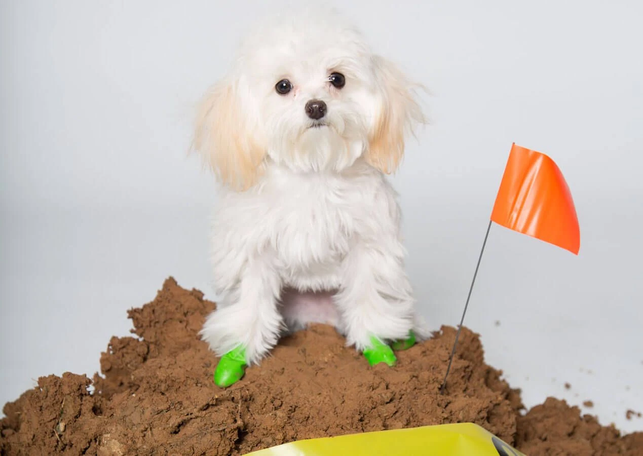 Pawz Bottes Noires Tiny – Image 4