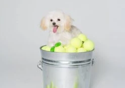 Pawz Bottes Noires Tiny -Magasin De Fournitures Pour Animaux Et Chiens pawz bottes vertes tiny la compagnie des animaux 5 2