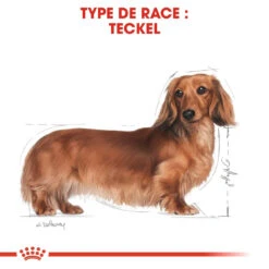 Royal Canin Teckel Adult Pour Chien 7,5kg -Magasin De Fournitures Pour Animaux Et Chiens royal canin teckel adult dachshund teckel dachshund 3