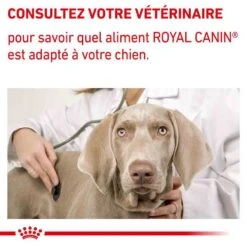 Royal Canin Vet Care Neutered Junior Large Dog 4 Kg 17 Royal Canin Vet Care Neutered Junior Large Dog 4 Kg -Magasin De Fournitures Pour Animaux Et Chiens royal canin vet care neutered junior large dog 4 kg 7