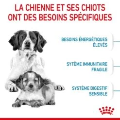 Royal Canin Medium Starter Mother And Babydog 4 Kg -Magasin De Fournitures Pour Animaux Et Chiens royal canin medium starter mother and babydog 2