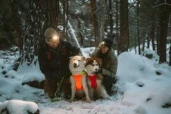 Ruffwear Veste Haute Visibilité Lumenglow Orange S 12 Ruffwear Veste Haute Visibilité Lumenglow Orange S -Magasin De Fournitures Pour Animaux Et Chiens ruffwear harnais lumenglow orange chien 1 1