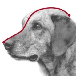 Trixie Muselière En Plastique Pour Chien S-M -Magasin De Fournitures Pour Animaux Et Chiens trixie museli re en plastique chiens xs 1 1