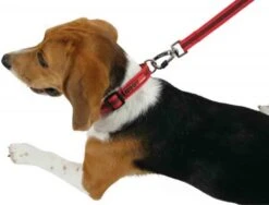 Zolux Laisse MOOV Noir 15 Mm -Magasin De Fournitures Pour Animaux Et Chiens zolux laisse moov 15 mm3 2