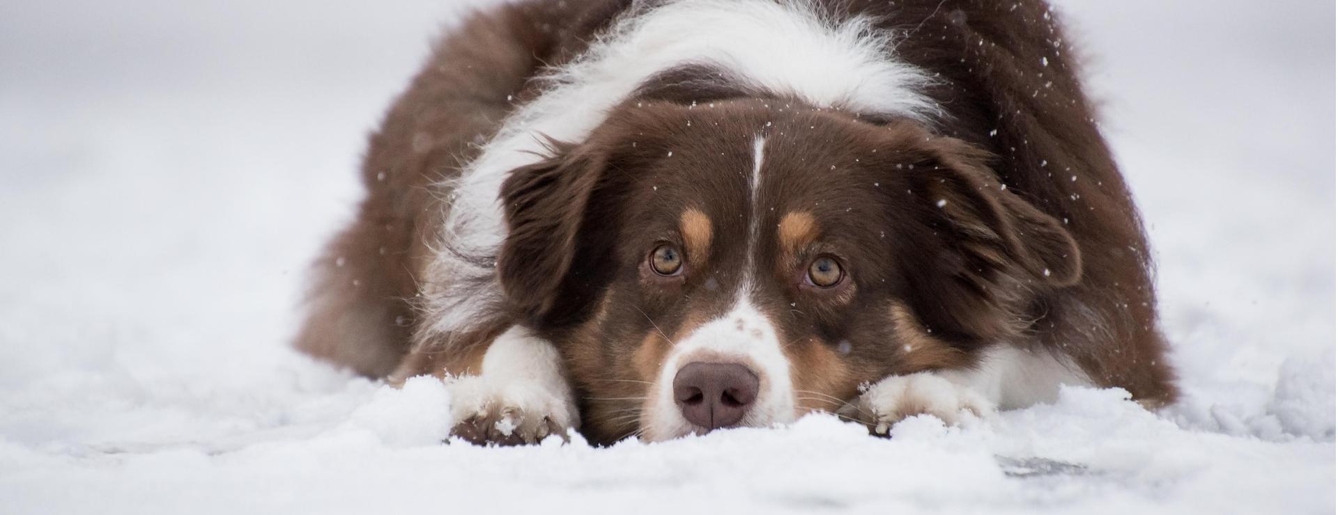 Magasin De Fournitures Pour Animaux Et Chiens 14 Magasin De Fournitures Pour Animaux Et Chiens -Magasin De Fournitures Pour Animaux Et Chiens australian shepherd 5902417 1920