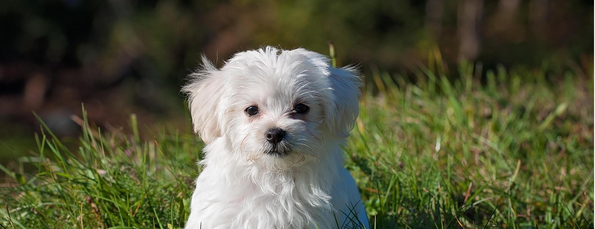 Magasin De Fournitures Pour Animaux Et Chiens 1 Magasin De Fournitures Pour Animaux Et Chiens -Magasin De Fournitures Pour Animaux Et Chiens maltese 1123016 1920